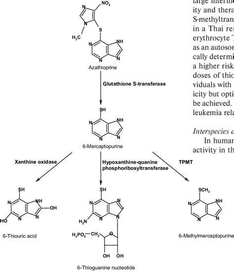 Thiopurine metabolism. | Download Scientific Diagram