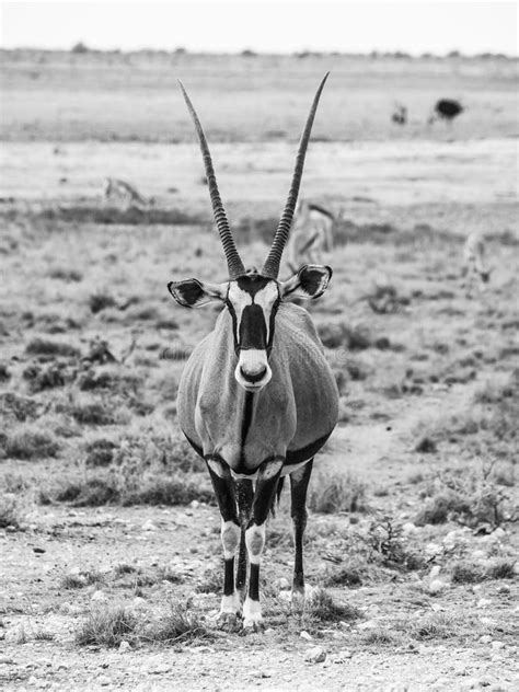 Gemsbok Or Gemsbuck Antelope Oryx Gazelle Standing In The Savanna Of