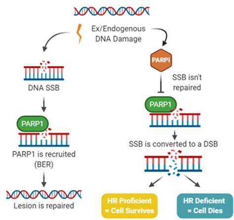 Parp Inhibitor Therapy Parp Inhibitors Parpi Exploit The Synthetic