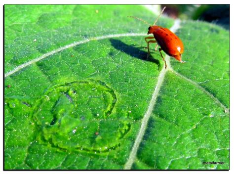 Pritham D'Souza Photography: Red Pumpkin Beetle clicked using Canon SX30 IS