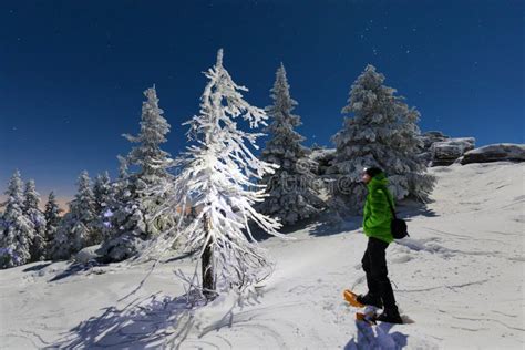 Snowy Weihnachtslandschaft Fractalbild Eines Auszuges Winterwald Im