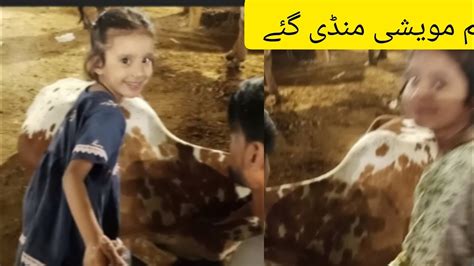Hum Gay Cow Mandi 2024 Karachi Mandi 2024 Eshalkhan638 YouTube