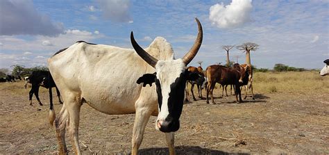 Madagaskar Das Zebu In Madagaskar Evaneos