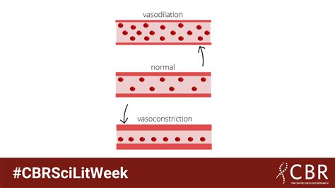 Cbrscilitweek Why Do Our Blood Vessels Expand And Contract Centre