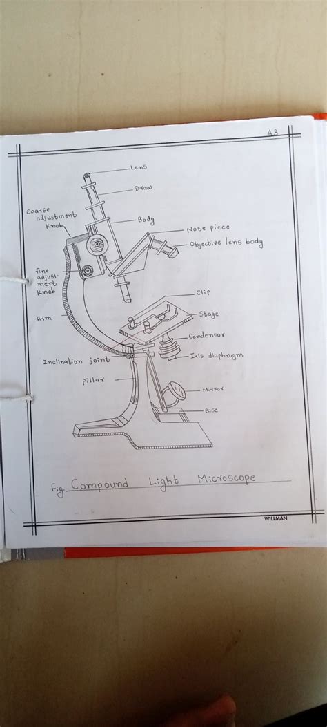 Compound Microscope | Microscope, Biology resources, Basic anatomy and ...