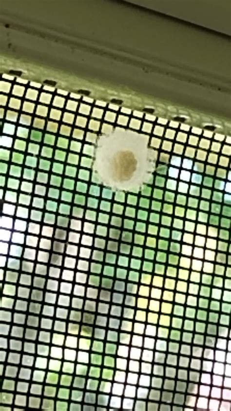 Are These Jumping Spider Eggs In My Window Rjumpingspiders