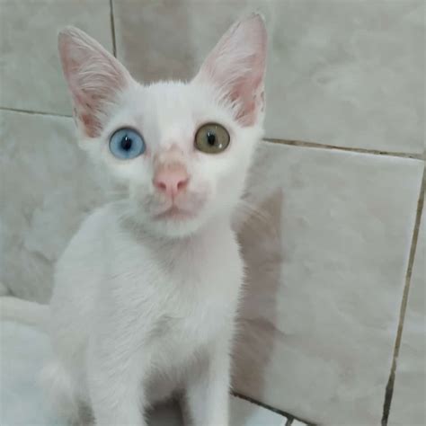 adopsi kucing segala ras surabaya  jenis  ya lur yg tau matanya