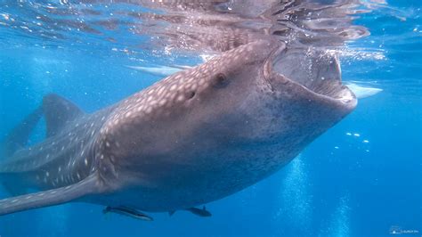 Oslob Whale Shark Watching 2022 Travel Guide - Suroy.ph