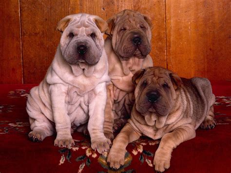 Top 7 Shar Pei Puppies Photos - Pictures Of Animals 2016