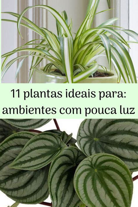 Plantas Ideais Para Ambientes Pouca Luz Artofit