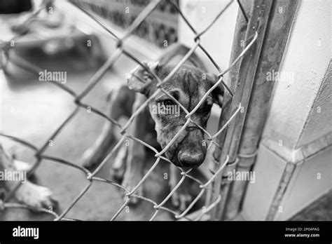 A Rescue Dog At An Animal Shelter Is Looking Through The Fence Black