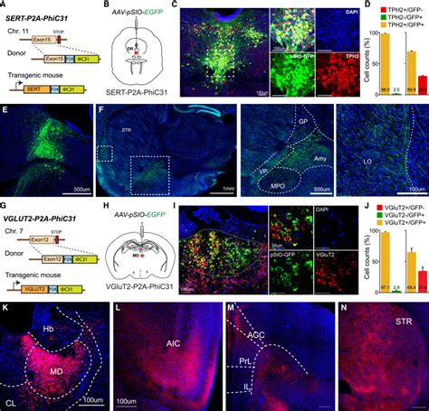 Viral Vector Mediated Transgene Delivery With Novel Recombinase Systems