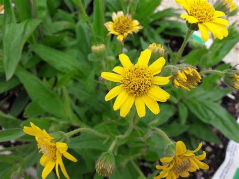 Meadow Arnica Kahikatea Farm Certified Organic Nursery And