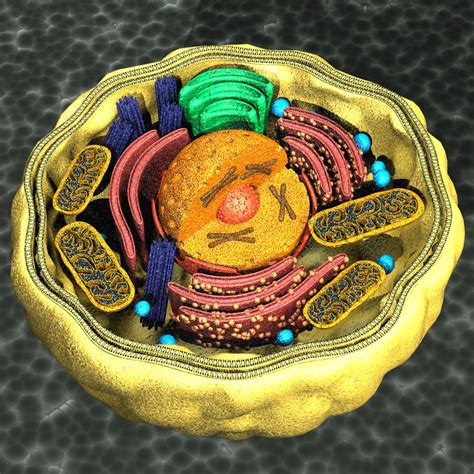 Human Cell 3d Model