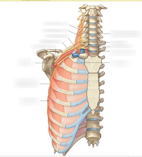 P1 Neck to Trunk Nerves Diagram | Quizlet