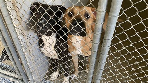 Charlotte Animal Shelter Is In Crisis Axios Charlotte