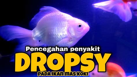 Dropsy Pada Ikan Koki Pencegahan Penyakit Sisik Nanas Pada Ikan Koki