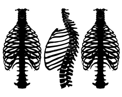 Set With Silhouettes Of The Skeleton Of The Human Chest And Spine In