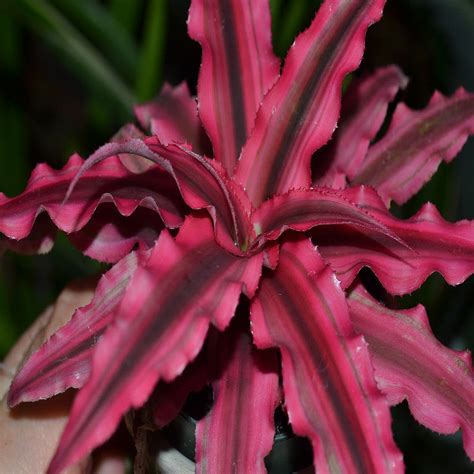 Cryptanthus Red Indoor Plants Exotic Flora