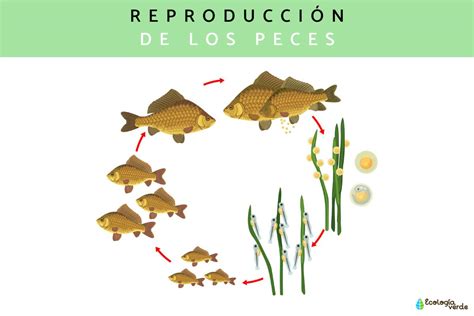 Reproducción De Los Peces ¡descubre El Proceso