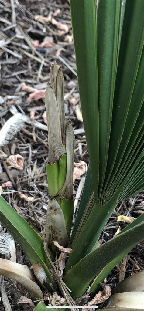 Sabal Minor Inflorescence COLD HARDY PALMS PalmTalk