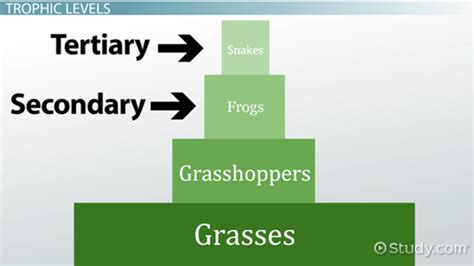 Ecological Pyramid & Trophic Efficiency | Overview & Examples - Lesson | Study.com