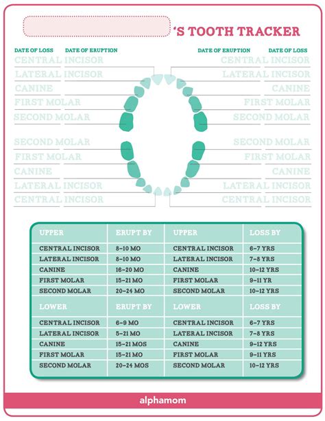 Free Printable Tooth Chart Templates – [Dental Chart] Teeth Numbers PDF