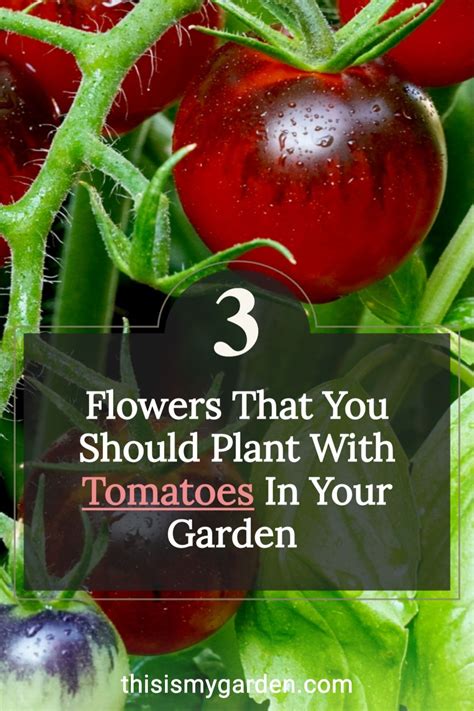 3 Companion Plants For Tomatoes How To Help Tomatoes Grow Better With