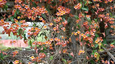 Crossvine Bignonia Capreolata Plant Identification Youtube