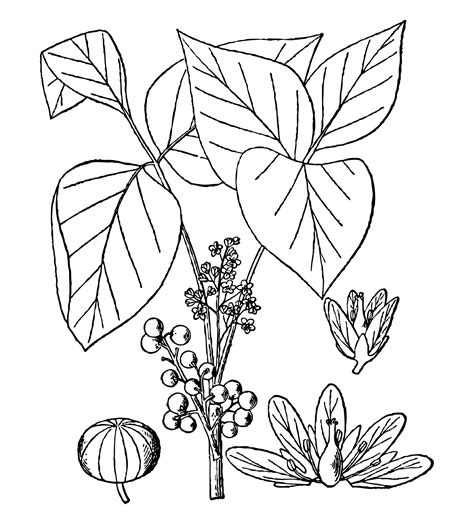 Edit free photo of Poison ivy,plant,ivy,outline,shape - needpix.com