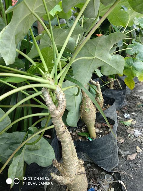 Philippine Ginseng Plant