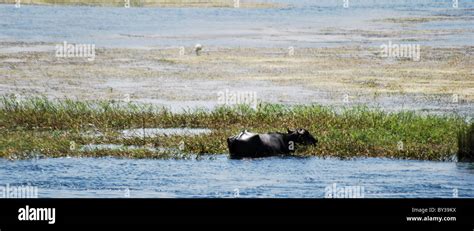 Image of the banks of the Nile river in Egypt Stock Photo - Alamy