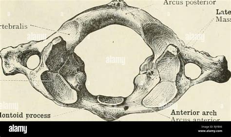 Masa lateral del atlas fotografías e imágenes de alta resolución Alamy