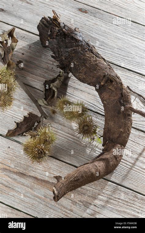 Edible Burdock Greater Burdock Roots Root Stock Gro E Klette