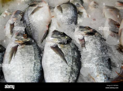 Marktstand fische makrelen Fotos und Bildmaterial in hoher Auflösung