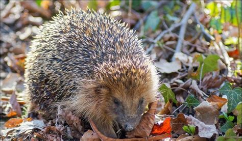 What Animals Eat Insects Examples Of Insectivores