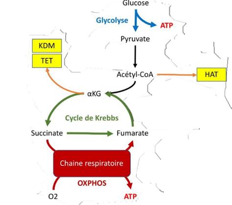 Métabolisme et pluripotence Schéma représentant les différentes voies