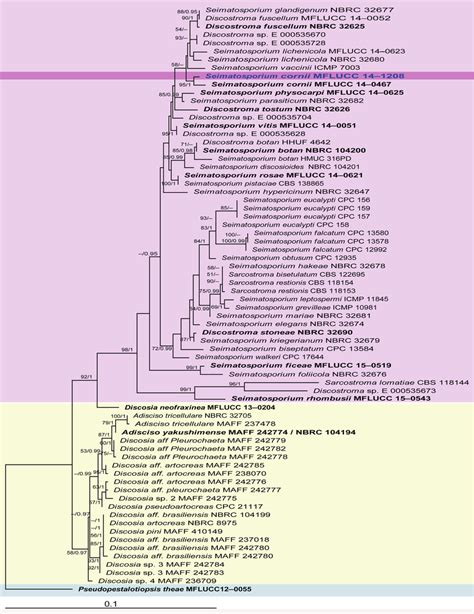 Maximum Likelihood Tree Resulting From Analysis Of Combined Lsu And Its