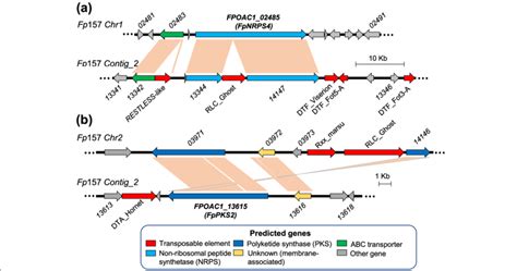 Gene Synteny Visualization Of Predicted BGCs On Fp157 Core Chromosomes