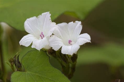 Tiny White Morning Glory Vine Wildflower Ipomea Alba Stock Photo