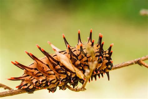 Caterpillar of Golden ( Common ) Birdwing Butterfly Stock Image - Image of close, host: 56314289