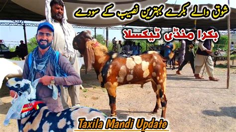 Friday Bakra Mandi Taxila 8 Latest Update September 2023 Naseeb K