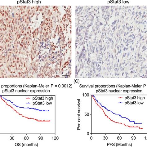 Survival Curves Of Ovarian Cancer Patients Grouped By Nuclear Pstat3