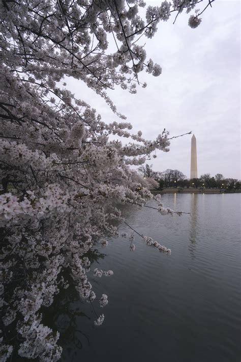 Cherry Blossoms in Washington