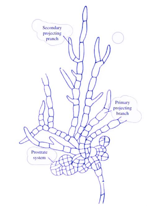 Thallus Organisation In Algae With Diagrams Biology Teach