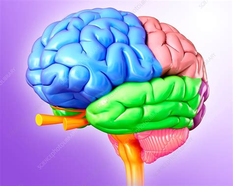 Human Brain Anatomy Illustration Stock Image F Science