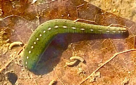 American Medicinal Leech Bugguidenet