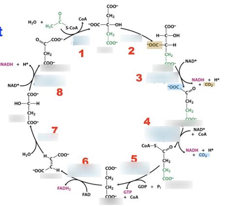 Tca Cycle Diagram Quizlet