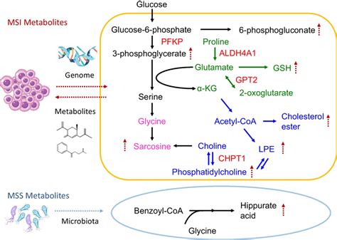 Metabolic Pathways In Msi And Mss Cancers Msi Cancer Cells Exhibit