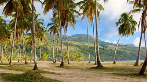 Visita Las Galeras El Mejor Viaje A Las Galeras Saman Del